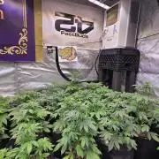 BananaPurplePunchAuto(RF3)