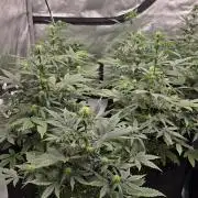 GuavaSundae Auto