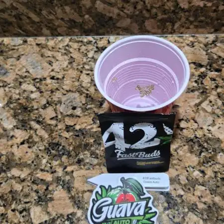 Guava Auto
