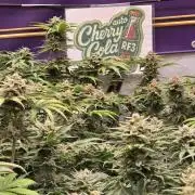 CherryColaAuto (RF3)