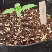 Mendo Frost Auto