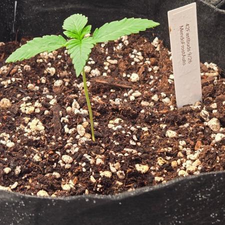 Mendo Frost Auto