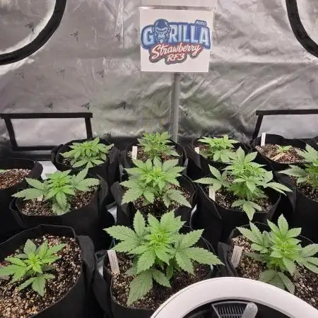 StrawberryGorillaAuto(RF3)