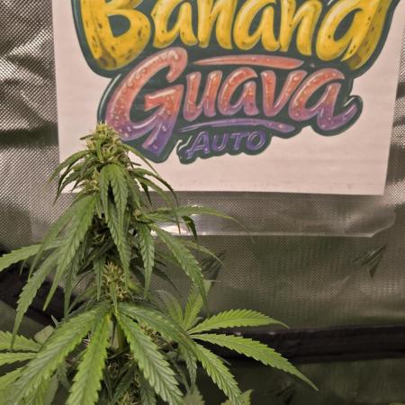 BananaGuavaAuto
