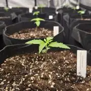 MangoCherryRuntzAuto