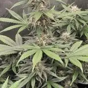 GuavaRuntzAuto