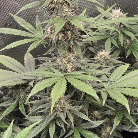 GuavaRuntzAuto