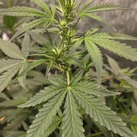 PoundCake Auto