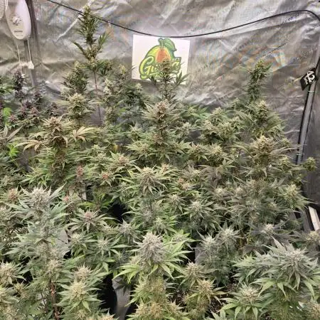 GuavaAuto(RF3)