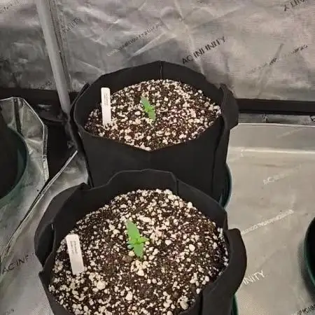 Gorilla Z Auto