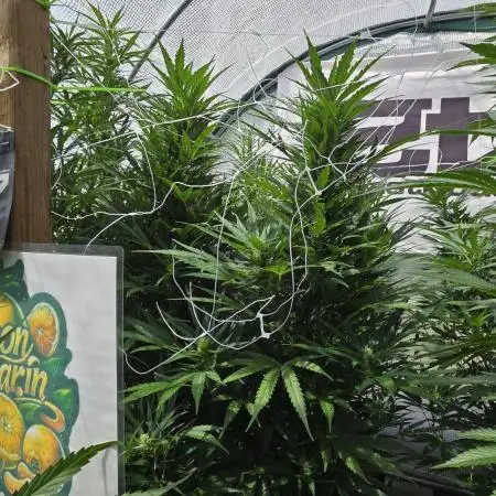 LemonMandarin