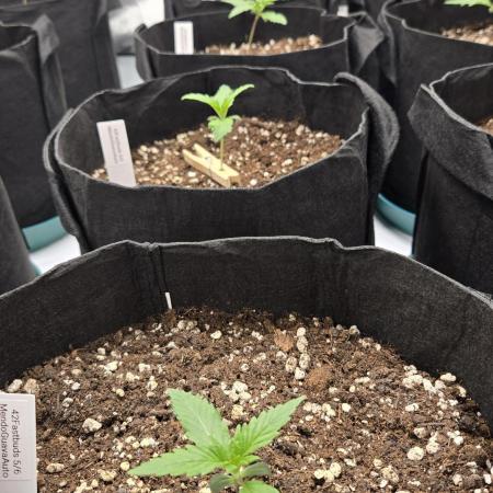 MendoGuavaAuto