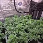 PurpleHaze Auto