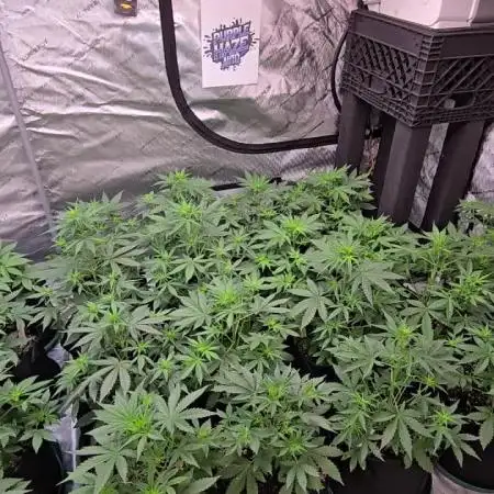 PurpleHaze Auto