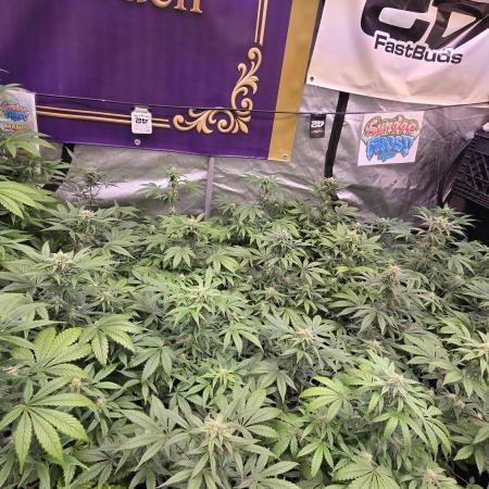 Sundae Frost Auto