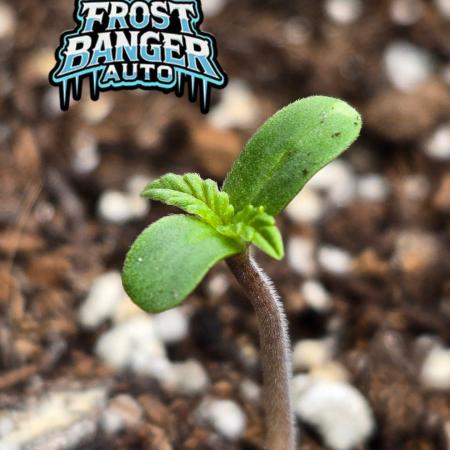 FrostBangerAuto