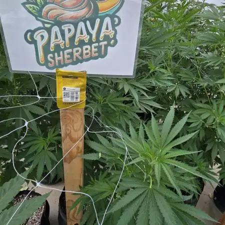 PapayaSherbet