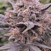 LemonCherrySundaeAuto