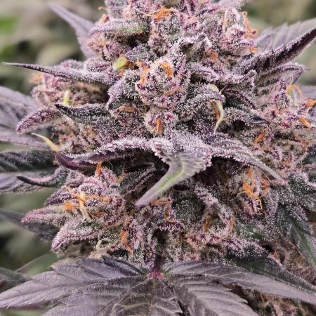 LemonCherrySundaeAuto