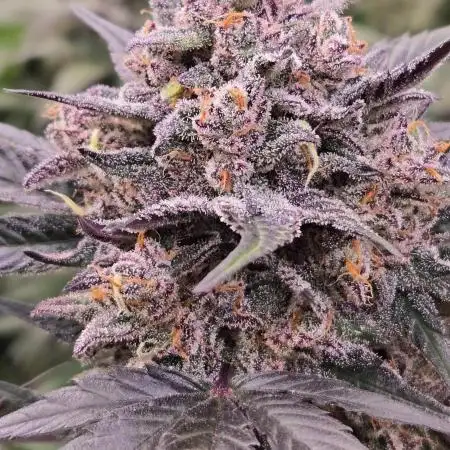 LemonCherrySundaeAuto