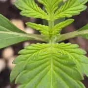 LemonCherrySundaeAuto