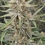PoundCake Auto