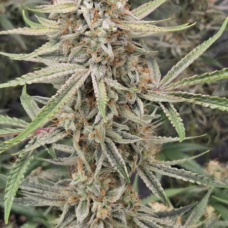 PoundCake Auto