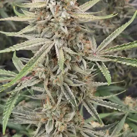 PoundCake Auto