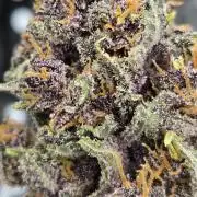 BananaPurplePunchAuto(RF3)