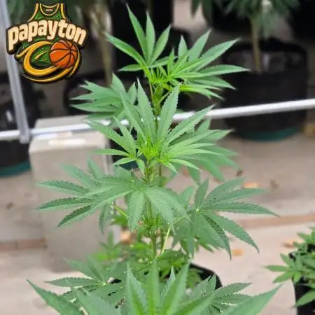 Papayton
