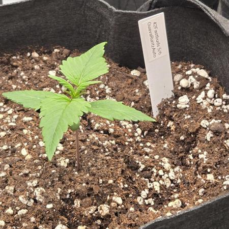 GuavaRuntzAuto