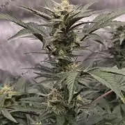 MangoFrostAuto