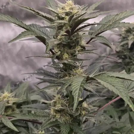 MangoFrostAuto