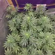 BananaFrostAuto