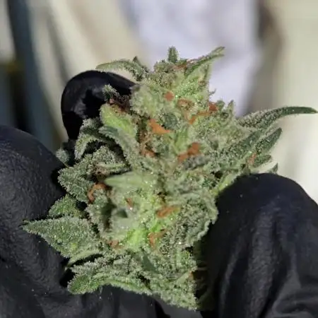 Z-Up Auto