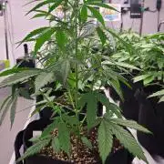 MangoCheeryRuntzAuto