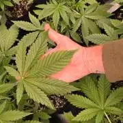 BananaFrostAuto