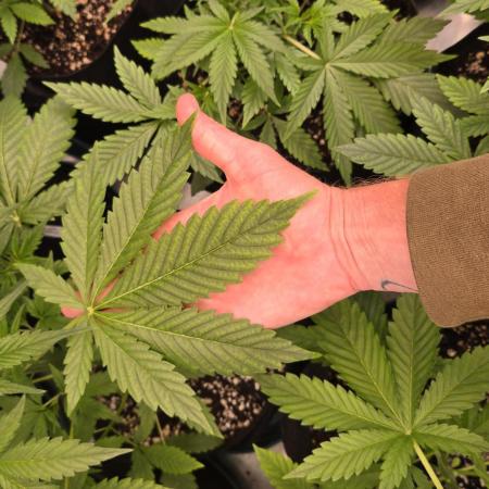 BananaFrostAuto