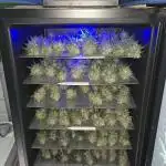 CherryCola Auto