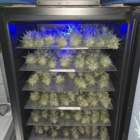 CherryCola Auto