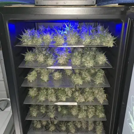 CherryCola Auto