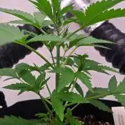 PineappleOG Auto