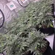 GuavaRuntzAuto