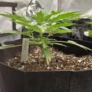 GuavaSundae Auto