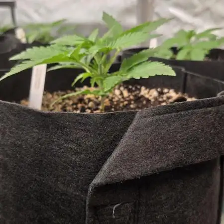 Gorilla Z Auto