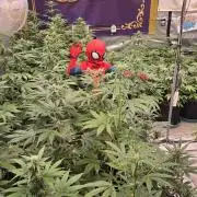 BananaFrostAuto