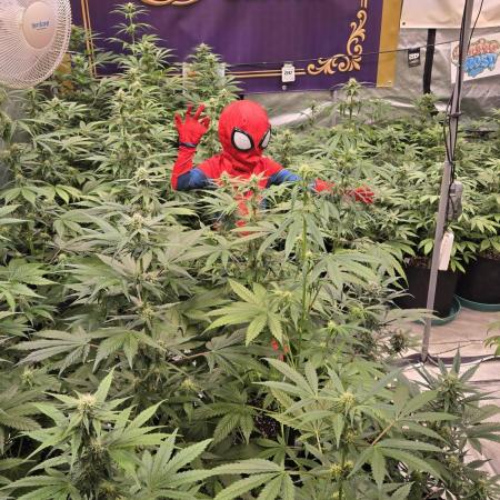 BananaFrostAuto