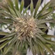 Mendo Frost Auto