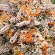 Sundae Frost Auto