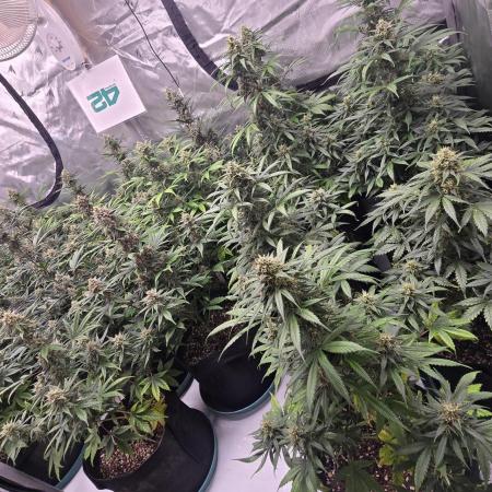 BananaGuavaAuto